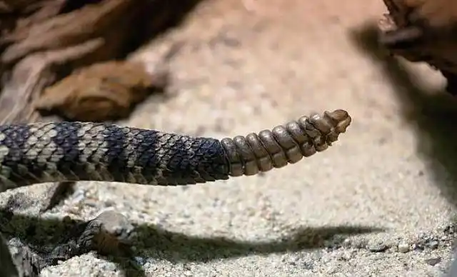 响尾蛇的尾巴原来是这样发出声响的,学习了!_时候_尾部_外皮