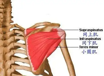 冈上肌起自肩胛骨的冈上窝,肌束向外延伸并集中,形成肌腱经肩关节囊的
