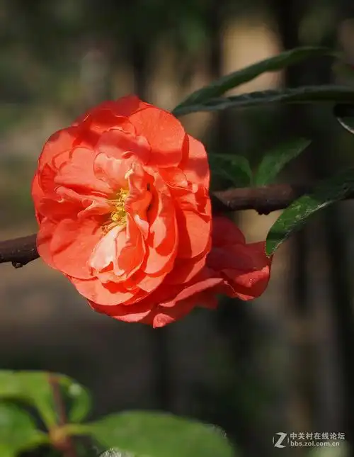 阳光照射的牡丹海棠花