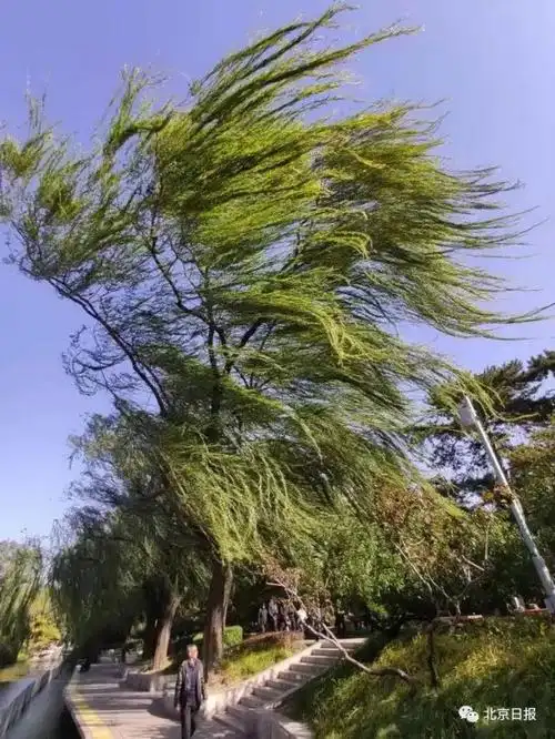 北京刮起大风,道路两旁的树枝在风中摇曳.影友:赵熔 摄