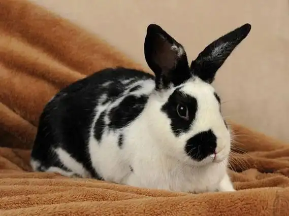 饲养难度一般的宠物兔品种大全及图片_价格_长春宠物网