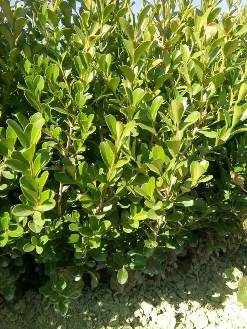 最便宜的小叶黄杨在哪里?-养护知识-中颖园林