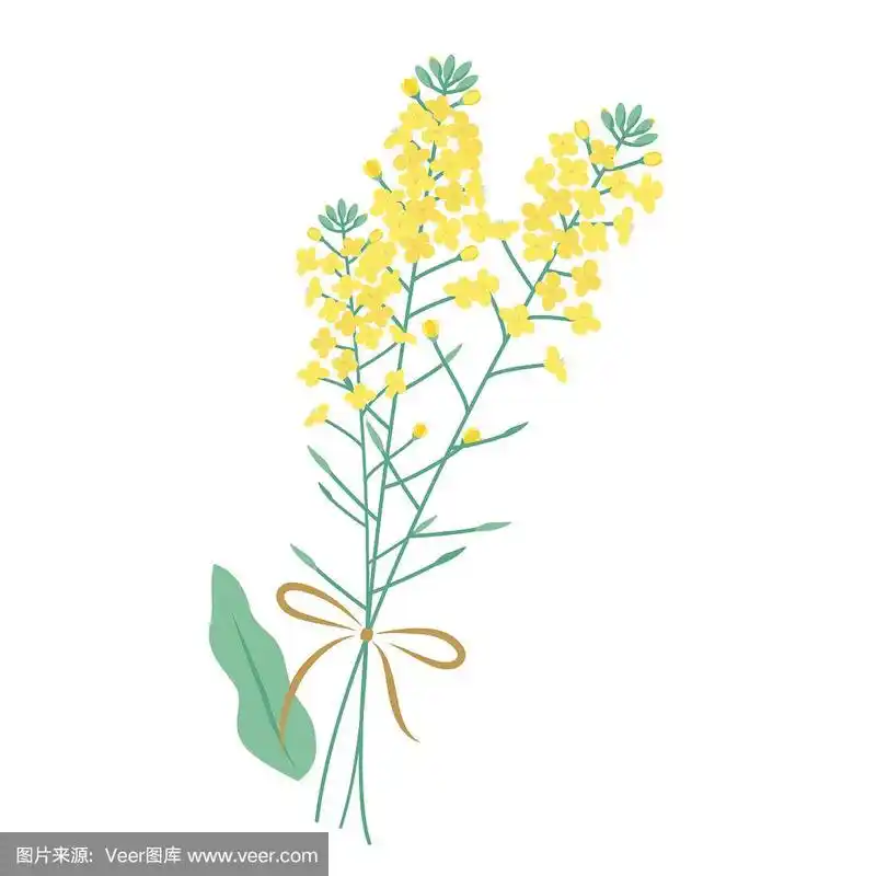 油菜花,绘画插图,矢量,芸苔,芥末