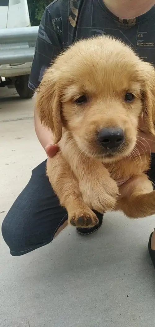 金毛母泰迪母比熊一公一母喜欢联系139541