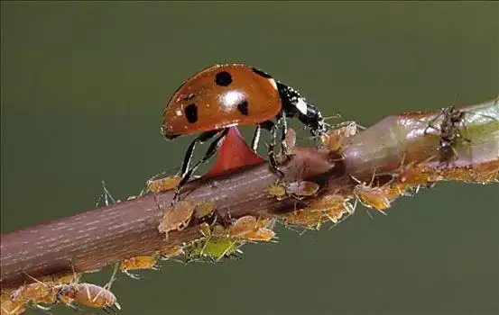 七星瓢虫,蚜虫,欧洲
