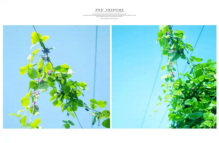 阳光温暖岁月静好老家