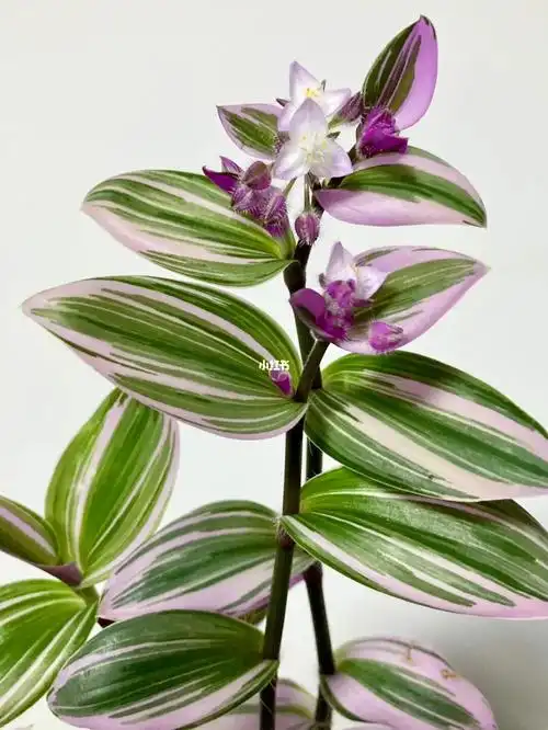 油画吊兰竟然开花了