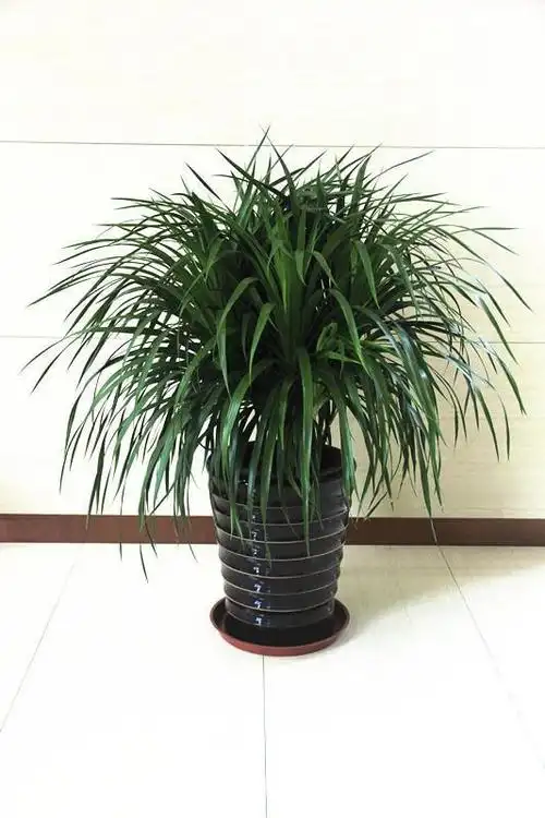 龙须树的养殖方法简单方便,注意病害防治是第一位