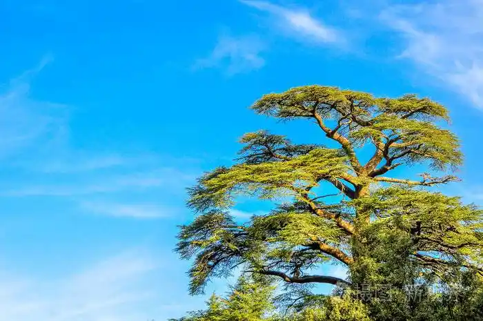那棵大树在阳光灿烂的日子