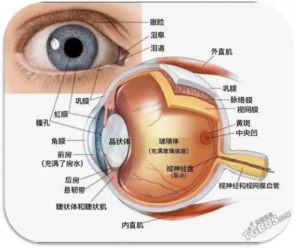眼睛是如何看到东西的?