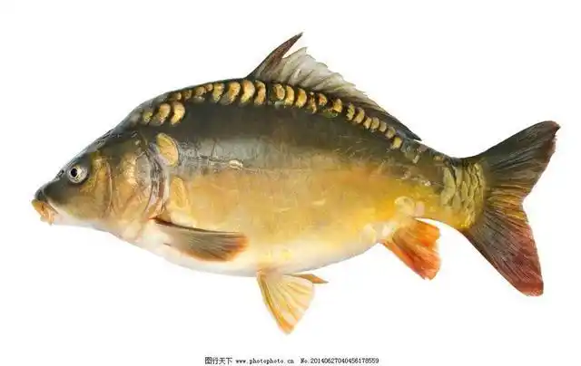 面向各地供应秦皇岛野生淡水无鳞鲤纯正野生