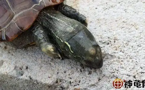 小乌龟死了有什么预兆,小龟死时是什么样子,如何判断死没有?