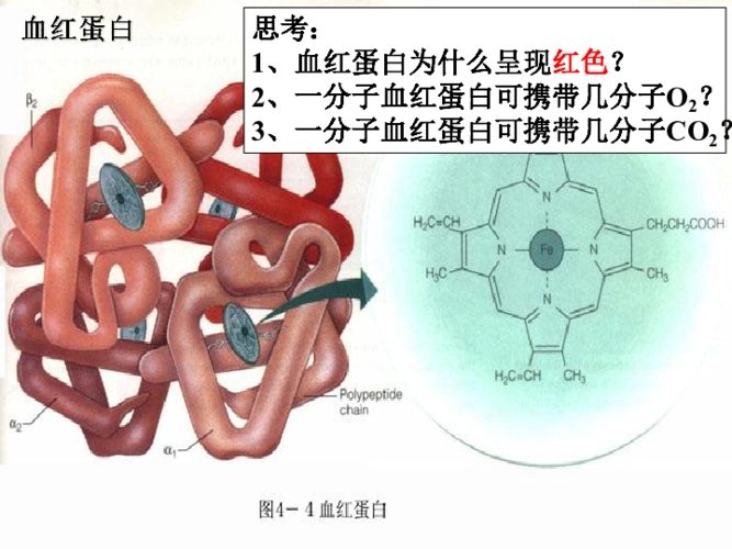 人教版高中生物选修1专题5课题3血红蛋白的提取和分离课件共38张ppt