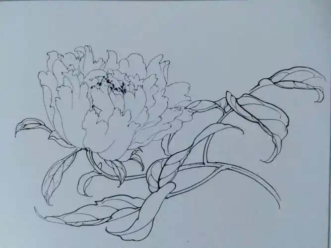 一学就会画工笔芍药多图