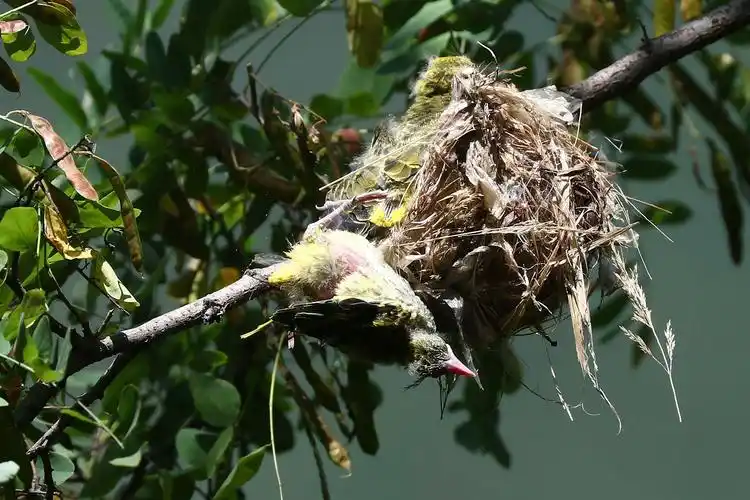 《黒枕黄鹂》雏鸟坠落的故事.