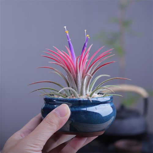 鲜空气凤梨室内好养无土栽培懒人办公桌创意摆件多肉绿植物客厅 鲜