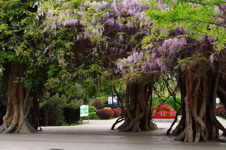 谷雨到,阅尽春色,送别春天(顺义怡园公园随手拍)