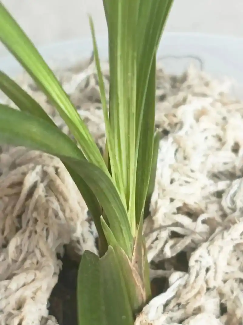 莲瓣兰 ,好东西一起分享给大家 . - 抖音