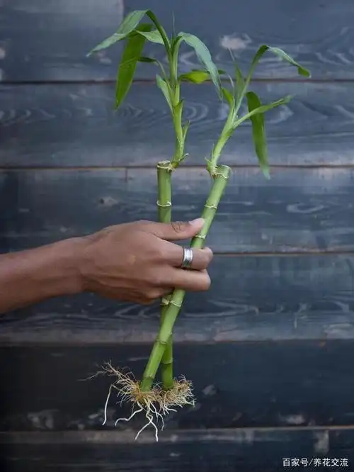 富贵竹枝条剪成一节节,每节就几厘米长,水培避免叶黄有技巧