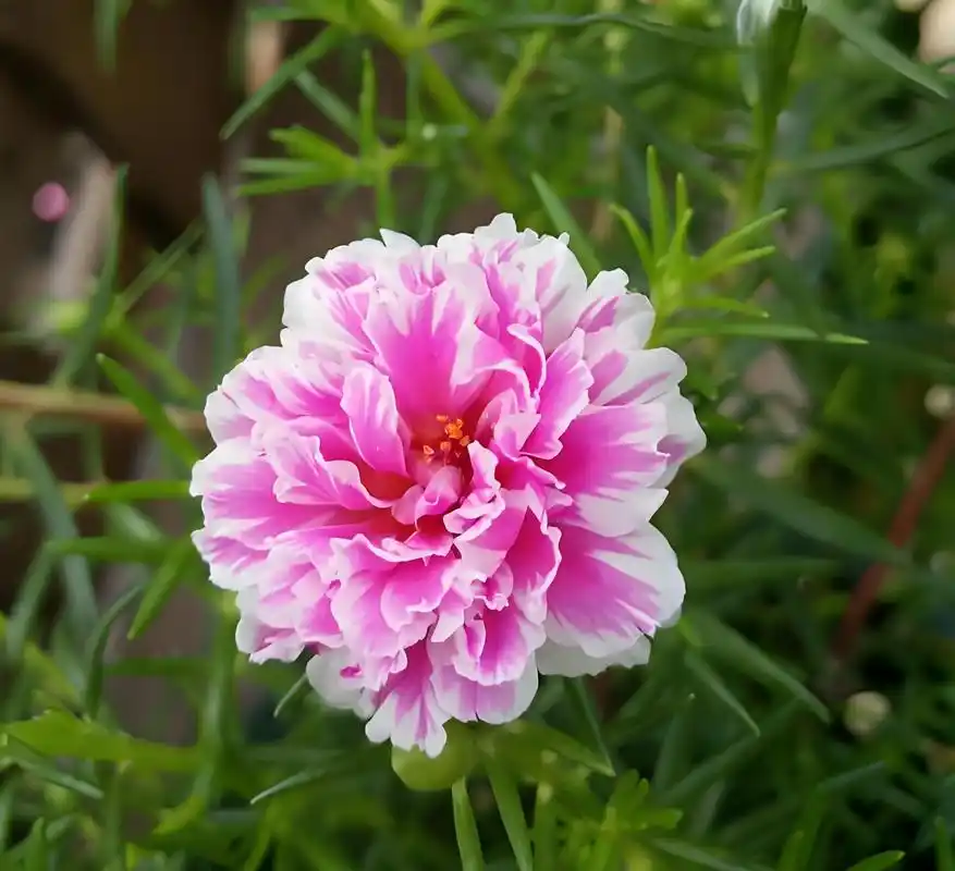 太阳花种植指南:阳光在指尖绽放 太阳花是一种向阳而生的魅力之花,在