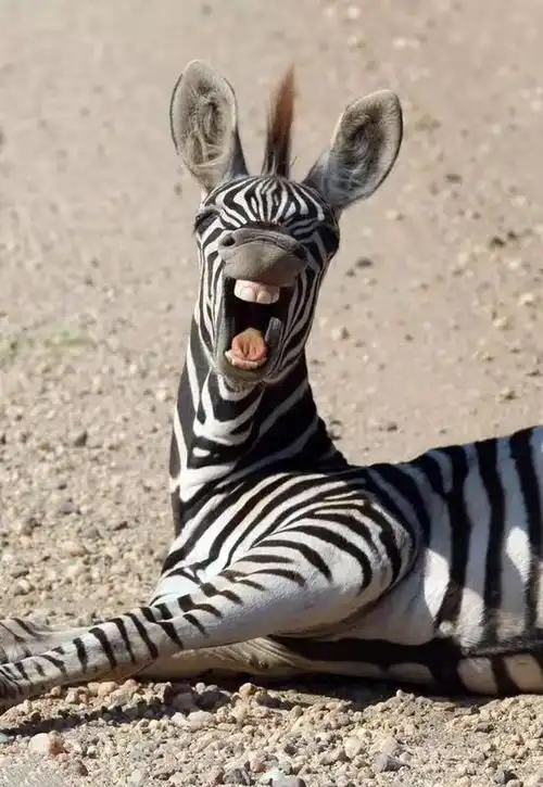 seke野生动物保护区,一头斑马被拍摄到趴在路中间,还对着镜头哈哈大笑