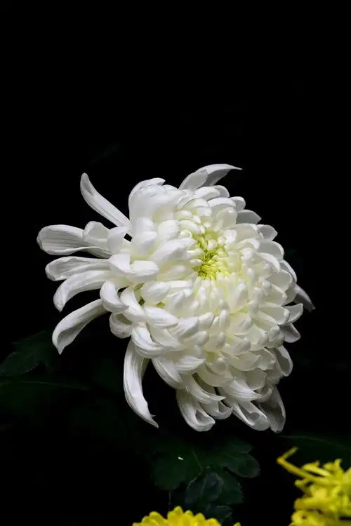 靑侠送给亲友们,愿亲友们身体安康,永远幸楅!