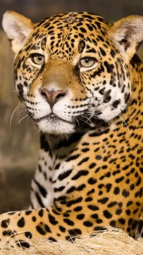 iphone 壁纸 动物特写,美洲虎,食肉动物