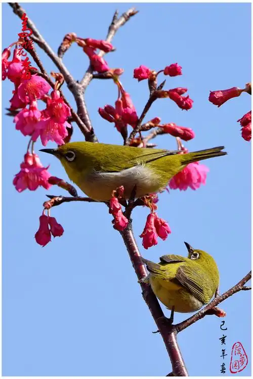 【鸟语花香】千幅图(二)
