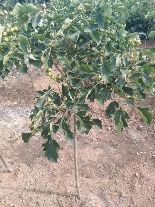无籽山楂苗甜山楂树苗北方种植什么品种好