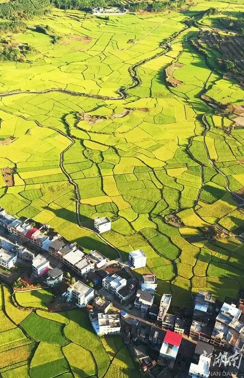 金色稻田 丰收美景