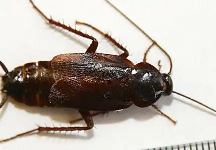 东南亚婆罗洲发现了迄今世界上最大的蟑螂,这种特大蟑螂属于东方蜚蠊