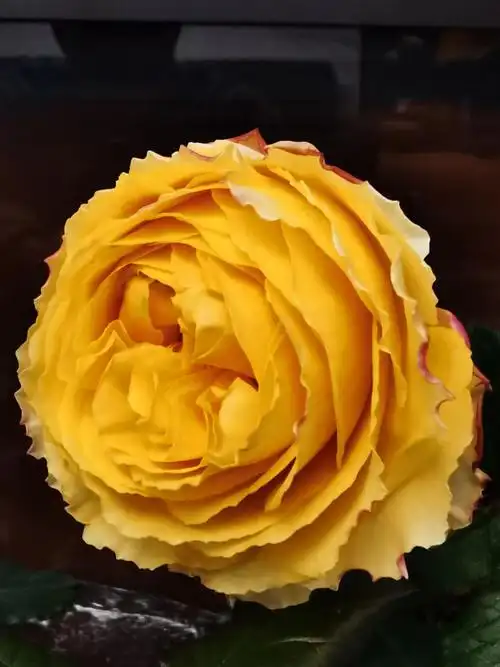 阳光笑容月季优点