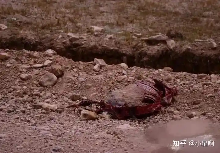 你听了首歌,觉得"陪你去可可西里去看海",无尽浪漫.