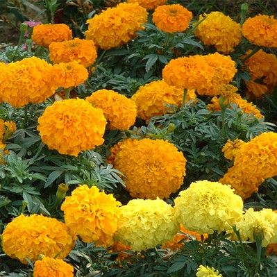 万寿菊花种子 四季种易活开花不断孔雀草花万寿菊盆栽花卉花种子