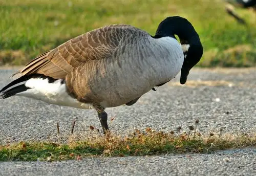 加拿大灰天鹅——9.17日晨摄.