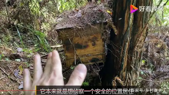 诱蜂箱来侦查蜂是不是比较激动,记住这些坐等来蜂,位置很重要