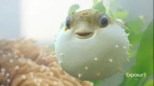 萌翻你的小河豚-thinkpad s1 yoga tvc《启蒙&较劲篇》