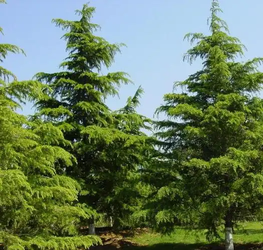 雪松:一种常绿针叶乔木,是北方地区的主要绿化树种