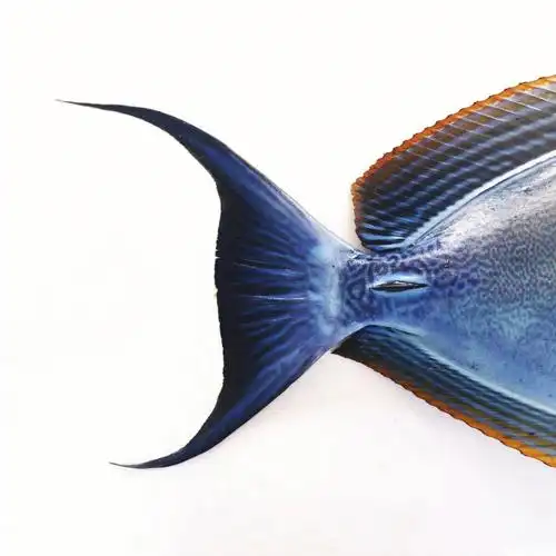 鱼尾君的航海日志xxvi黄翼刺尾鱼