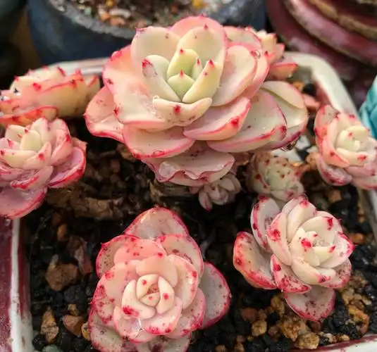 奶油黄桃多肉老桩状态