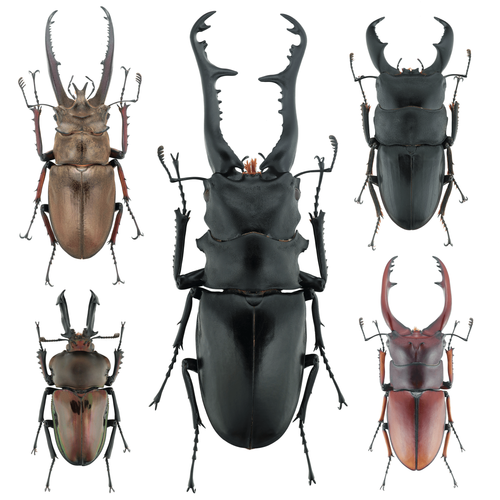 牧野虫社爬宠甲虫昆虫活虫小型爬行宠物甲壳虫幼虫锹甲成虫独角仙