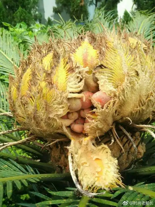 铁树(苏铁)结的籽.