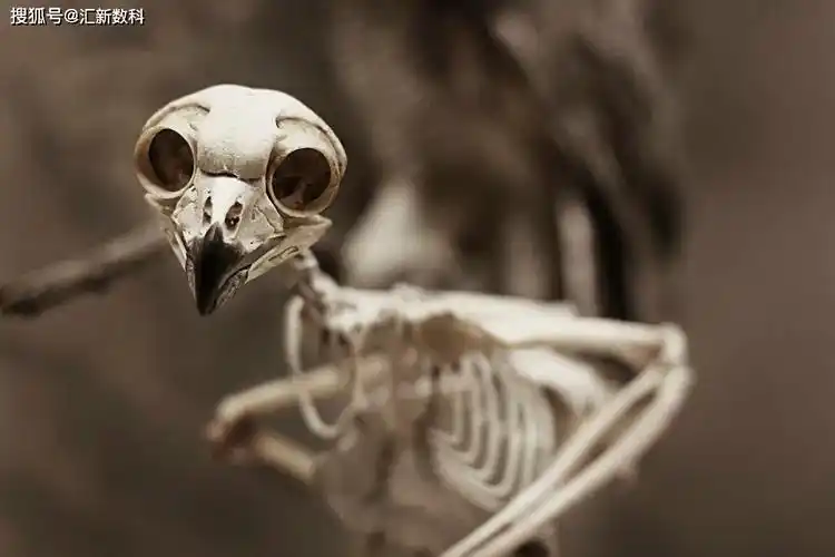 猫头鹰为什么眼睛有骨头?