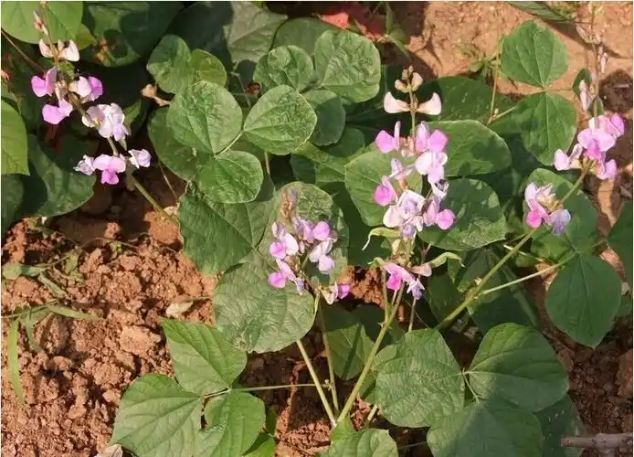 蔬菜种子 红扁豆种子 紫红眉豆 健脾祛湿排毒 质量好 产量高