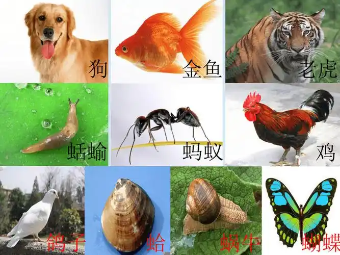 教科版2017秋一年级下册科学26给动物分类课件共11张ppt