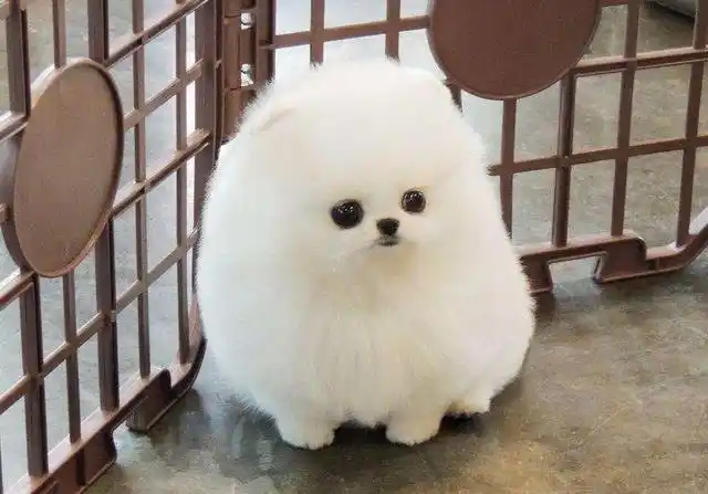 茶杯狗照片,为什么曾经风靡一时的茶杯犬(茶杯犬长什