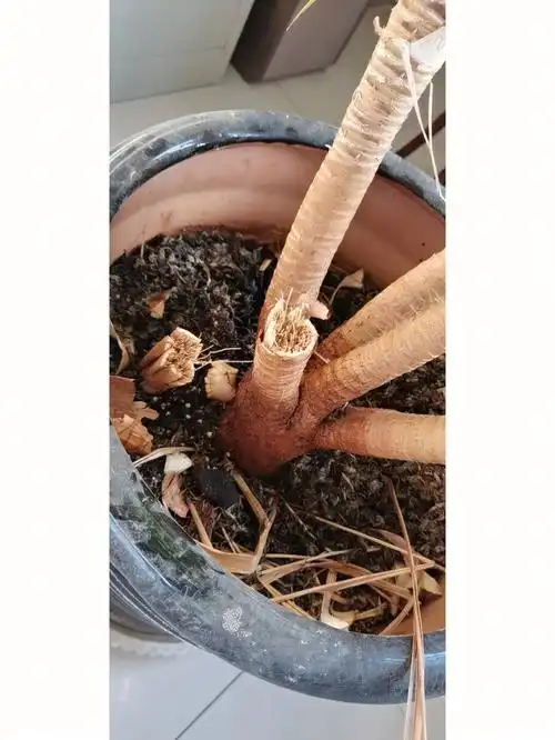 龙须树干了还有救莫?