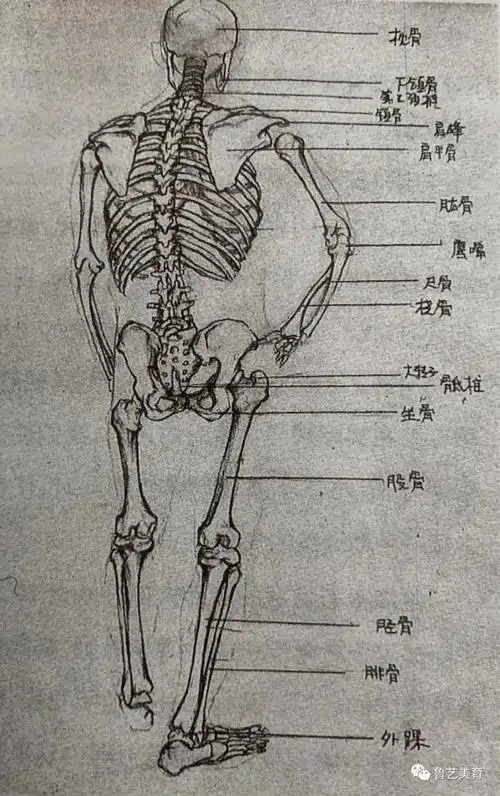 素描作业和骨骼作业,拷贝其轮廓,然后按照自己所掌握的解剖学知识参照