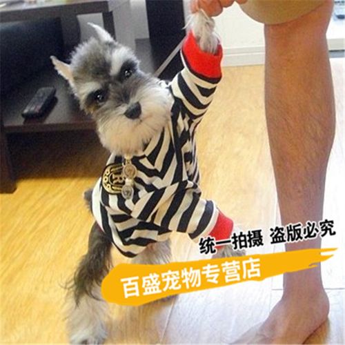 别态萌纯种血统黑银色小型犬迷你雪纳瑞犬 幼犬 椒盐色雪纳瑞家庭玩赏