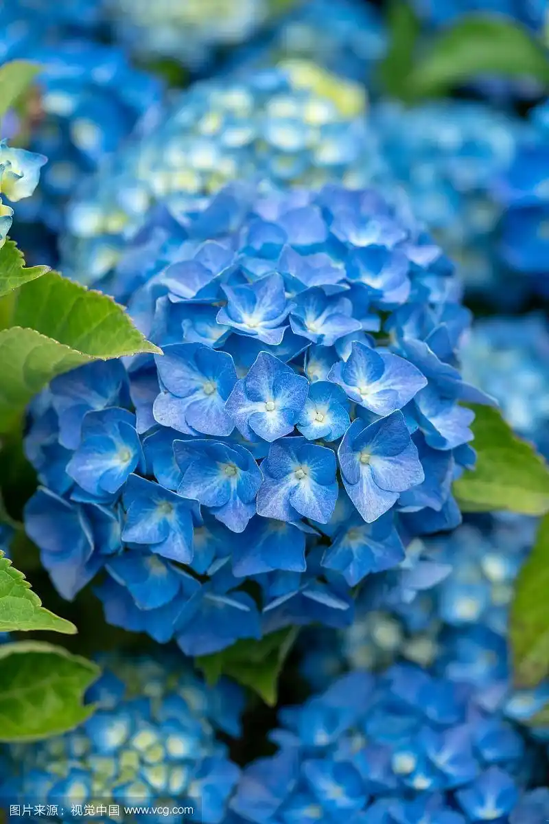 蓝色绣球花(八仙花)